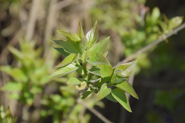 Young leaves and buds of lilac. Blossoming buds of lilac