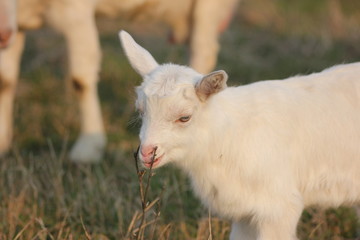 white goat walking a green meadow pasture