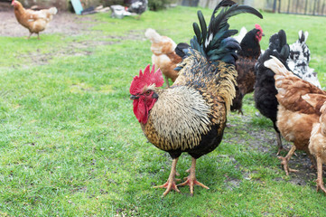 cock and hens on grass