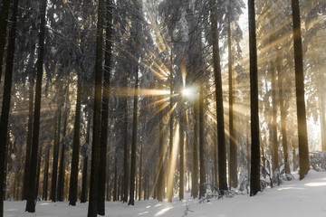 Sunbeams breaking through the cold fog an snow covered trees.