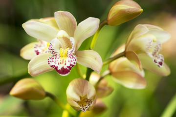 orchid flowers with leaves in garden