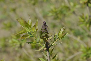 Young leaves and buds of lilac. Blossoming buds of lilac