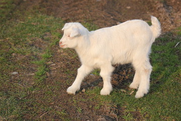white goat walking a green meadow pasture