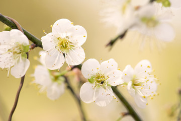 White flowers of the cherry blossoms