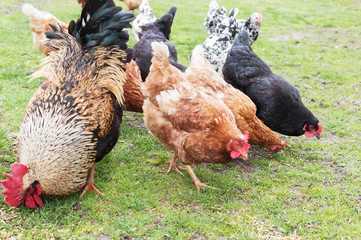 cock and hens on grass