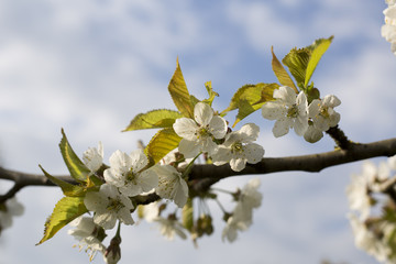 weiße Kirschblüten am Baum vor baluem Himmel