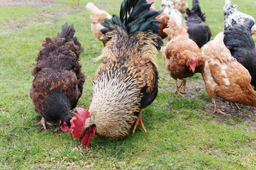 cock and hens on grass