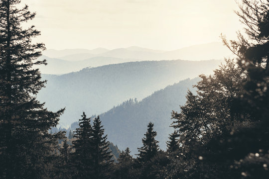 Fototapeta Tannen in der Berglandschaft