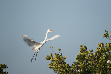 Great egret landing in top of mangrove trees.