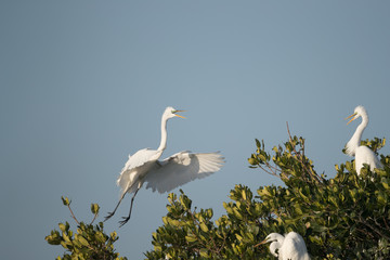 Great egret landing in top of mangrove trees.