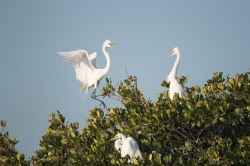 Great egret in top of mangrove trees.