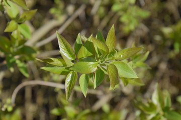 Young leaves and buds of lilac. Blossoming buds of lilac