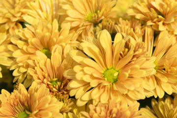 Beautiful Orange chrysanthemum flowers background