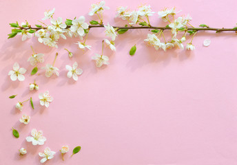 Obraz na płótnie Canvas Cherry blossom on pink background