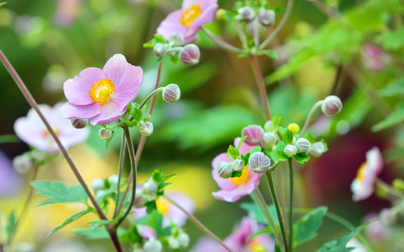 Japanese anemone flowers