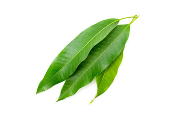 Mango leaf isolated on white background.
