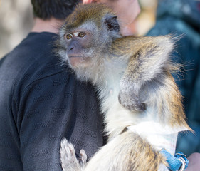 Portrait of a monkey at the zoo