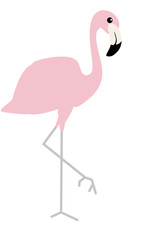 Pink flamingo. Vector illustration isolated on white background. Beautiful picture of tropical bird. Baby, cartoon style