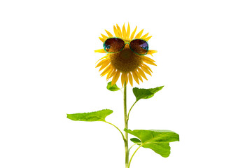 Sunflower with green sunglasses isolated on white background.