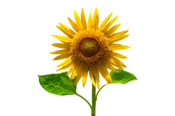 Obraz premium Sunflower isolated on white background.