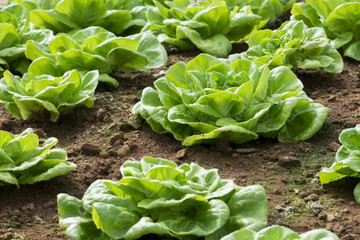 Fresh lettuce growing in Vegetable garden