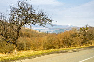 Spring landscape, tree without leaves on the slope of the road. Green lawn