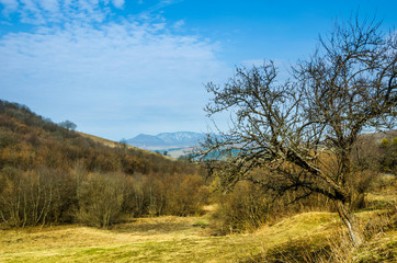 Obraz premium Spring landscape, tree without leaves on the slope of the road. Green lawn