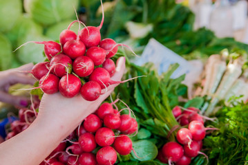 Woman Holding Fresh Radishes. Dieting,Healthy Eating and lifestyle concept. Woman holding Fresh organic radishes close up
