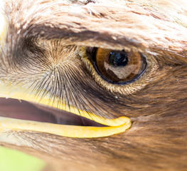 The eye of an eagle in nature