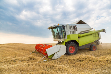 Obraz premium Combine harvester in action on wheat field. Harvesting is the process of gathering a ripe crop from the fields.