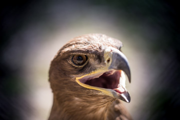 Portrait of an eagle in a park
