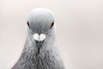 Common Grey Pigeon