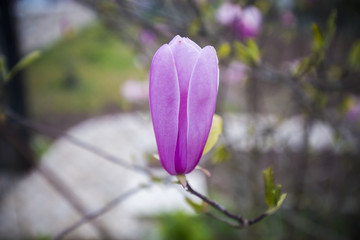 Spring flower, twig purple lilac, magnolia