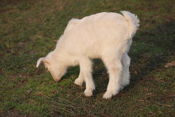 a goat on a pasture meadow