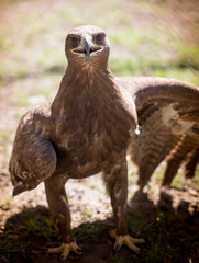 Portrait of an eagle in a park