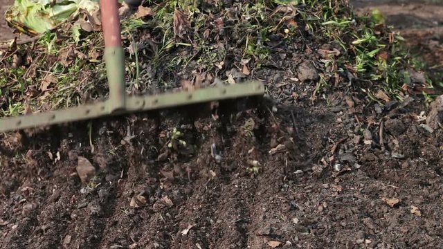 woman cleans the garden from last year's dry leaves with rake