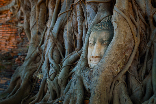 Famous Image Buddha Head with Banyan Tree Root at Wat Mahathat Temple in Ayuthaya Historical Park, a UNESCO world heritage site, Thailand