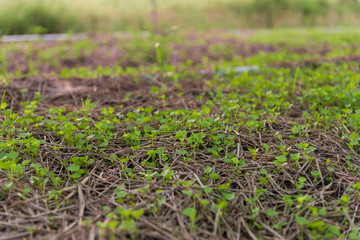 young celery in the plots.