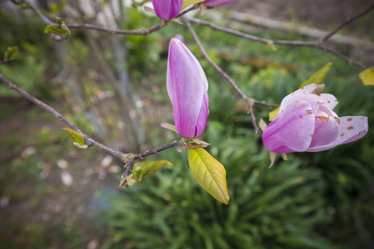Spring flower, twig purple lilac, magnolia
