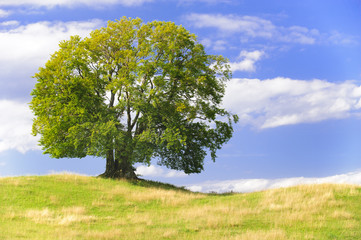 Große Buche als Einzelbaum in Frühlingswiese