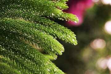 Pine tree leaves closeup and abstract blur background
