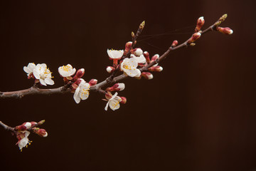 Sprig of flowering apricots