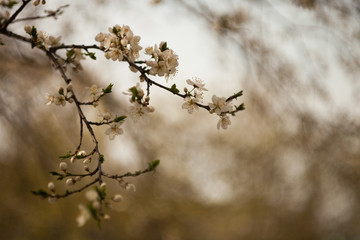 Sprig of flowering apricots