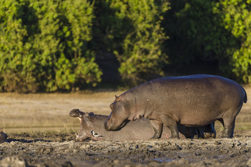Common hippopotamus or hippo (Hippopotamus amphibius). Botswana