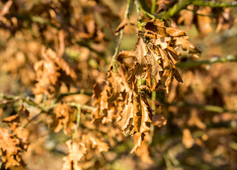 dry crumpled glossy autumn leaves