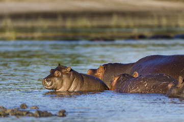 Fototapeta premium Common hippopotamus or hippo (Hippopotamus amphibius). Botswana
