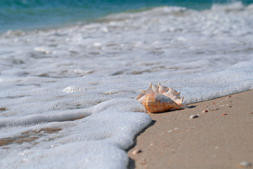 Seashell in wet sand on the background of beach and sea. Travel vacation concept