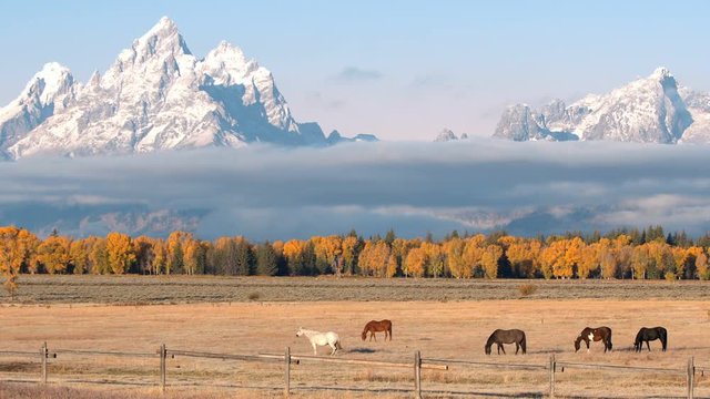 Horses grazing in a field in Fall