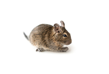 Little Degu squirrel, isolated, closeup