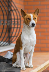 Outdoor portrait of mature Basenji dog sitting on a wooden surface